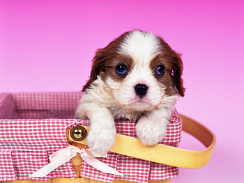 Cavalier King Charles Spaniel, dog, puppy, pet, spaniel HD wallpaper