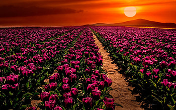 Purple Tulips Field at Sunset, purple, field, nature, flowers, tulips, sunset HD wallpaper