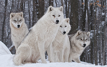 Arctic Wolf, White wolf laptop , Snowy landscapes, Arctic serenity HD wallpaper