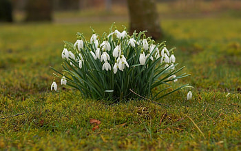 Snowdrops, grass, flowers, spring HD wallpaper