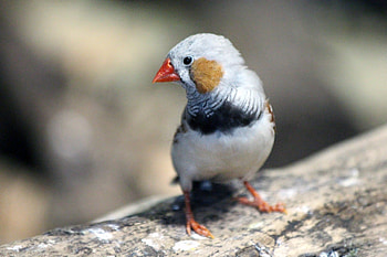 The finch, red beak, birds HD wallpaper