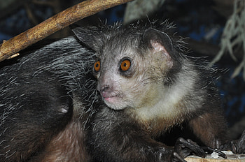 Aye Aye , Daubentonia madagascariensis, Unique primate , Nature's beauty HD wallpaper