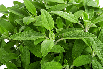 Sage's healing effects, Culinary spice, Medicinal recipes, Herbal remedies HD wallpaper