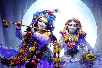 Lord Krishna, lei, magenta HD wallpaper