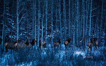 Banff National Park, Winter, Moosa, Forest, Trees HD wallpaper