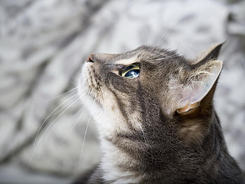 Animals, Cats HD wallpaper