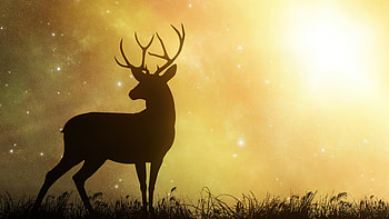 Reindeer In Yellow Planet , reindeer, animals, artist, artwork, digital-art, deviantart HD wallpaper