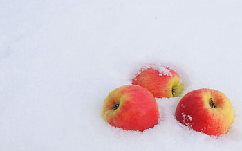 Winter, New Year, Apples, Snow, Minimalism, Frost HD wallpaper