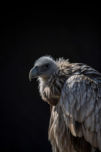 Animals, Bird, Predator, Vulture HD phone wallpaper