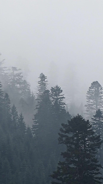 Foggy tree mystique, Eerie ambiance, Enveloped in mist, Whispers of nature HD phone wallpaper