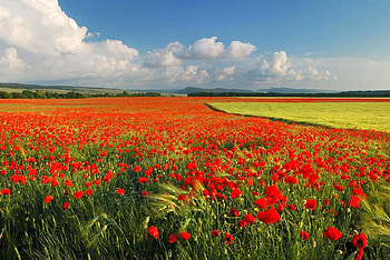 Flowers in Field, in field, beautiful, flowers HD wallpaper