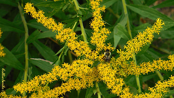 Bumblebee on a Goldenrod Star, bumblebee, Canada Goldenrod, golden, pollinators, plants, flowering, insects, pollen, bumblebees, plant, bugs, flower, yellow, goldenrod, pollinator, insect HD wallpaper