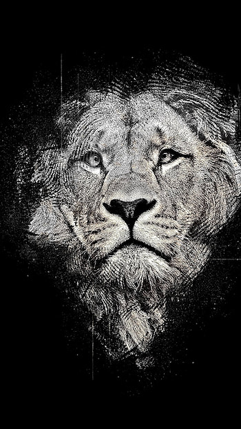 Black Lion, Jungle, King HD phone wallpaper