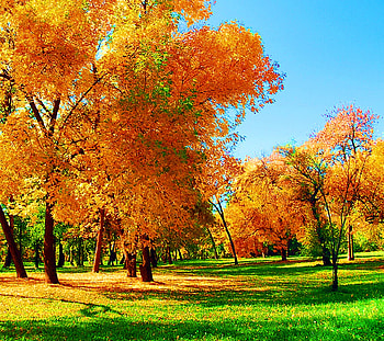 Landscape, Trees, Grass, Autumn HD wallpaper