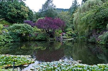 Nature, Canada, Park, Garden, Pond, Butchart Victoria, Buchart Victoria HD wallpaper