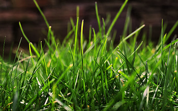 Grass, Drops, Macro, Shine, Light, Dew HD wallpaper