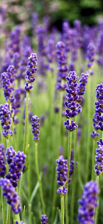 Lavender flowers farm, Flora nature , X HD phone wallpaper