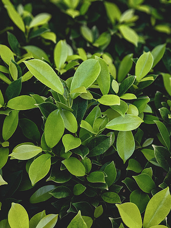 Nature, Leaves, Plant, Branches HD phone wallpaper