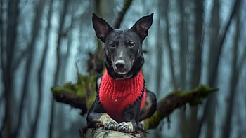 Black Dog, dog, branch, black, animals HD wallpaper