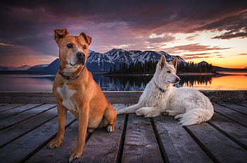 *** Dogs ***, dog, animal, dogs, animals HD wallpaper