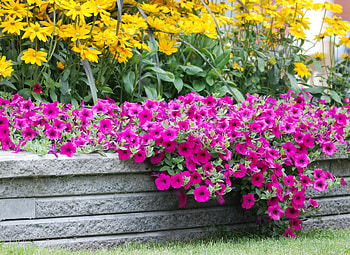 Flowers, Grass, Lawn, Handsomely, It's Beautiful HD wallpaper