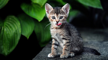 Animals, Grass, Leaves, Sit, Kitty, Kitten HD wallpaper