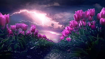 Pink Tulip Flower Garden HD wallpaper