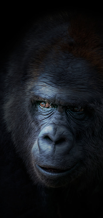 Wild gorilla, Natural habitat, Animal kingdom, Primate species HD phone wallpaper