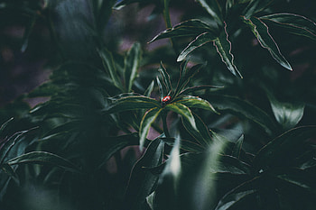 Leaves, Plant, Macro, Insect, Ladybird, Ladybug HD wallpaper
