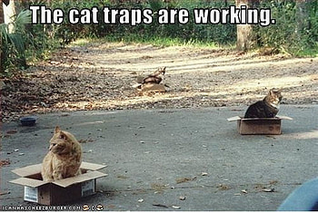CAT TRAPS, cats, road, traps, box HD wallpaper