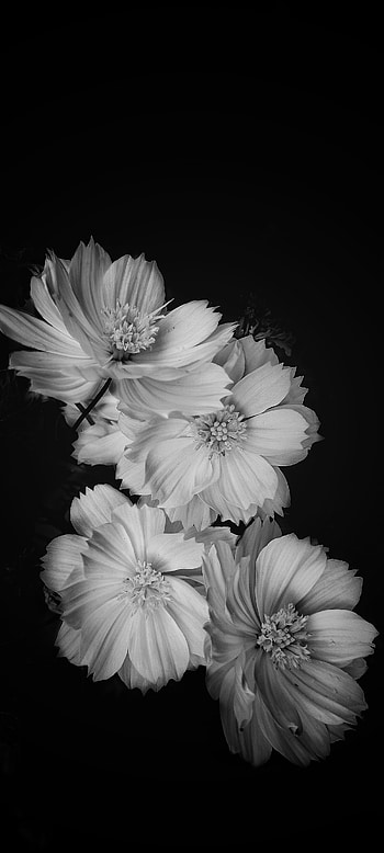 Flowers, monochrome graphy, petal HD phone wallpaper