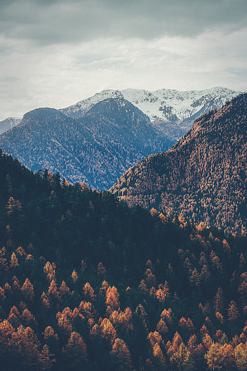 Nature, Trees, Sky, Mountains, Autumn, Vertex, Tops, Snow Covered, Snowbound HD phone wallpaper