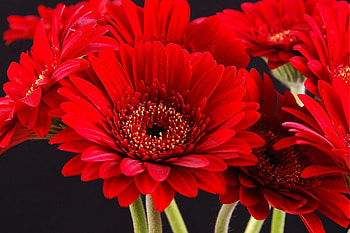 GERBERAS, PETALS, GREEN, RED, STEMS HD wallpaper