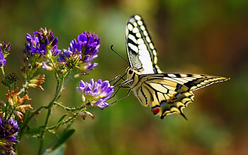 Beautiful butterfly , Animal kingdom, Vibrant colors, Awe-inspiring beauty HD wallpaper