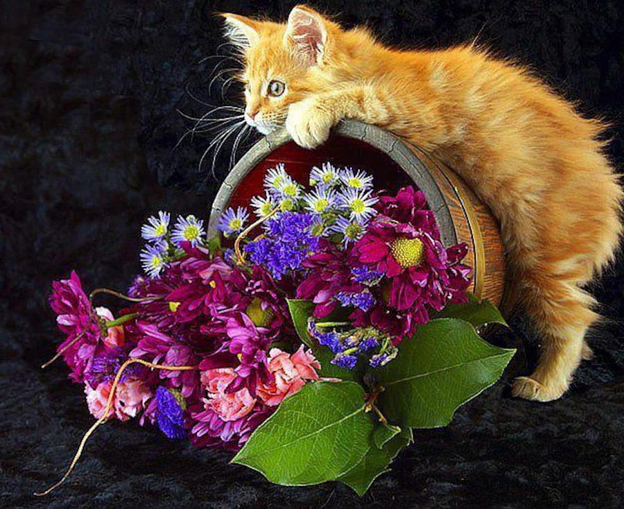 Kitten Love Flowers, animal, kitten, basket, cat, dark background, flowers HD wallpaper