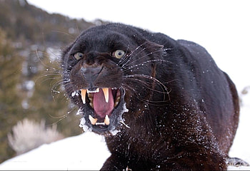 MAD LEOPARD, animal, black, leopard, wildlife, cat, feline HD wallpaper