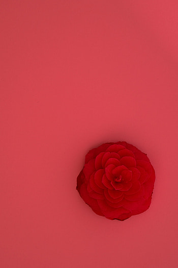 Flowers, Pink, Flower, Rose Flower, Rose HD phone wallpaper