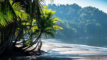 Ocean, Palm Trees, Coast, Sea, Water, Tropics, Sand, Boats, Forest, Blue, Sky, Background Nature HD wallpaper