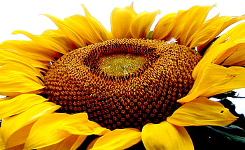 sunflower, sunflowers, yellow, flower, flowers HD wallpaper