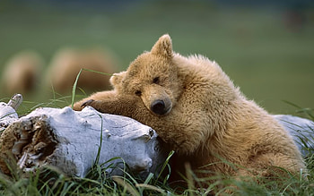 Animals, Bears HD wallpaper