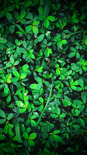 water drop, leaf, greenery, nature, plant HD phone wallpaper