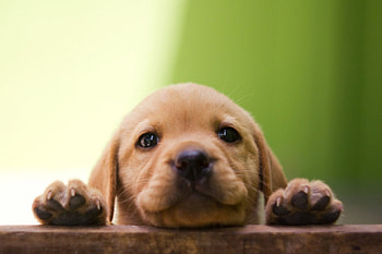 Dog, sweet, pay, dogs, puppies, cute, beautiful, beauty, playful, playful dog, puppy, dog face, pretty, animals, face, bubbles, lovely HD wallpaper