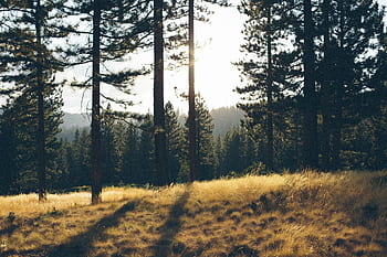Sunlight filters through pine trees, casting shadows in a serene forest meadow at sunrise. HD wallpaper
