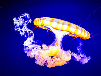 Animals, Jellyfish, Underwater World, Tentacles HD wallpaper