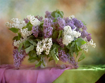 Lilac Blossoms ✿, pastel, white, colors, beautiful, wonderful, spring, purple, still life, day, green, flowers, lovely, harmony, lilac HD wallpaper