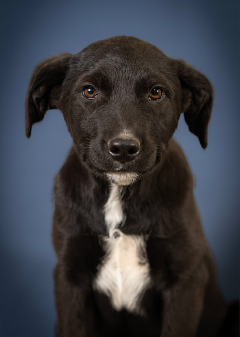 Afador, Dogs HD phone wallpaper
