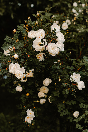Flowers, Roses, Bush, Plant HD phone wallpaper