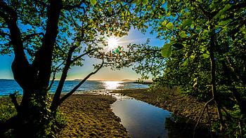 Nature, Trees, Sea, Sand, Shore, Bank, Shine, Light HD wallpaper