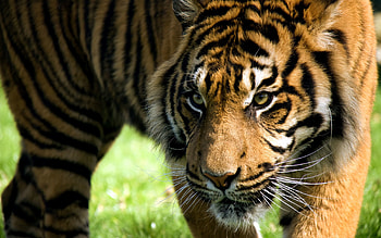 Animals, Aggression, Striped, Tiger, Anger, Amur Tiger HD wallpaper