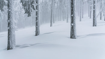The white forest, snow, nature, forest HD wallpaper